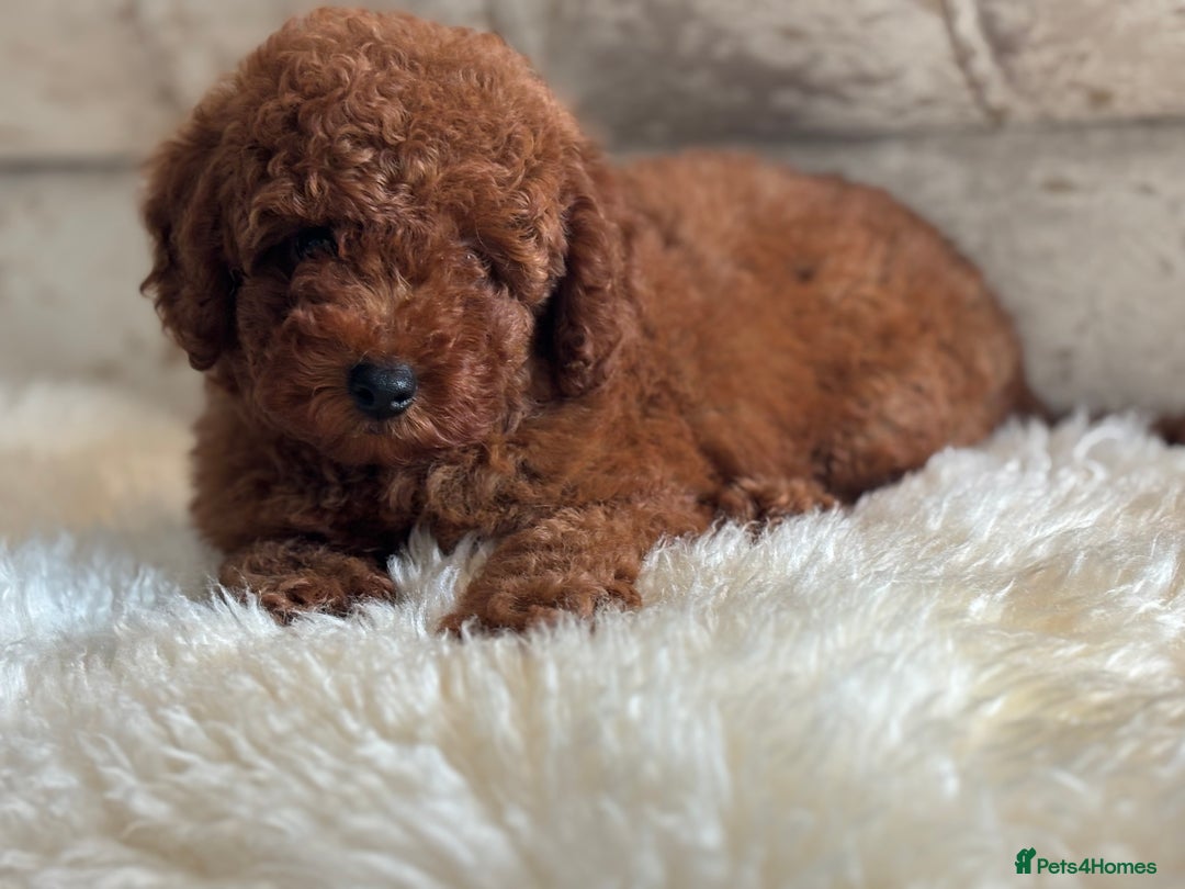 Toy Poodle dogs for sale: Kc reg extremely Heath tested  - Image 13