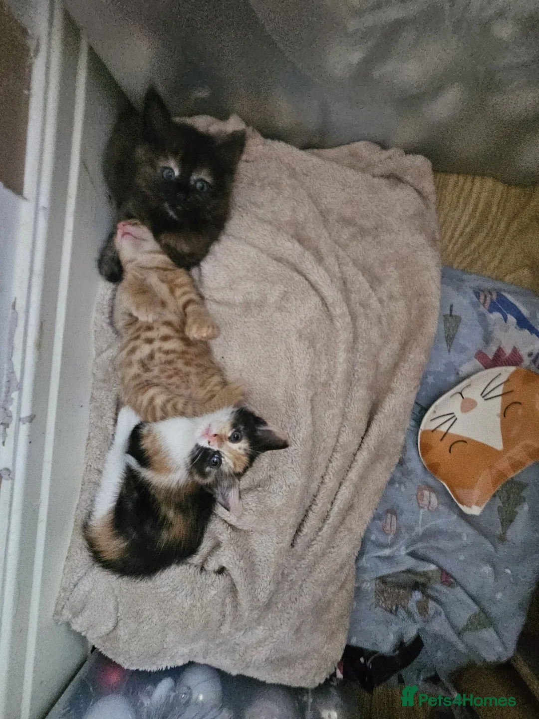 Mixed Breed cats for sale: 3 gorgeous kittens  - Advert 2
