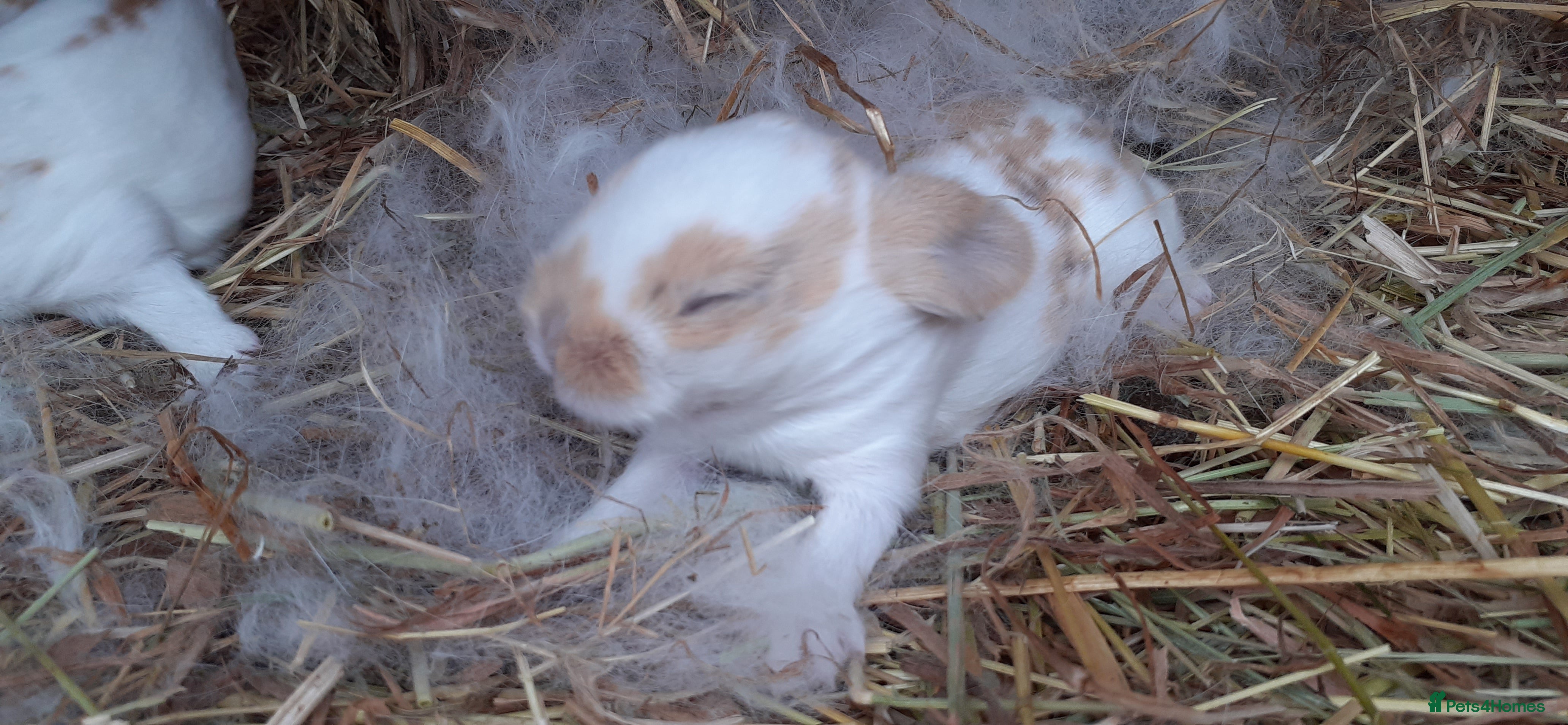 Mini Lop rabbits Mini lop babies  - Advert 5