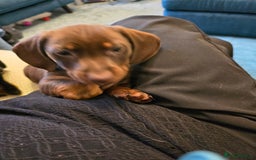Miniature Dachshund dogs for sale: 3 Little Magical Miniature Dachshunds for Sale - Image 16