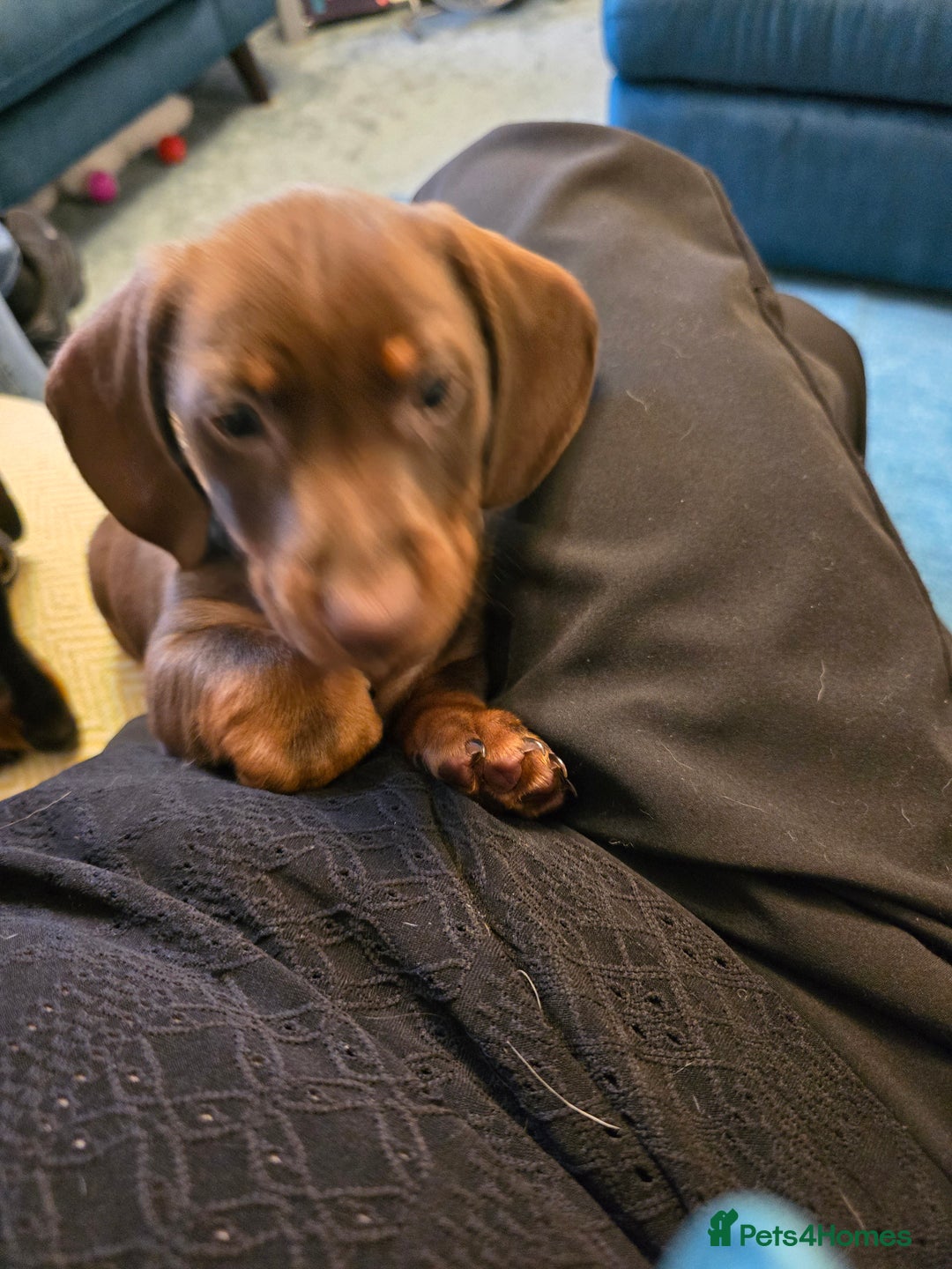 Miniature Dachshund dogs for sale: 3 Little Magical Miniature Dachshunds for Sale - Image 16