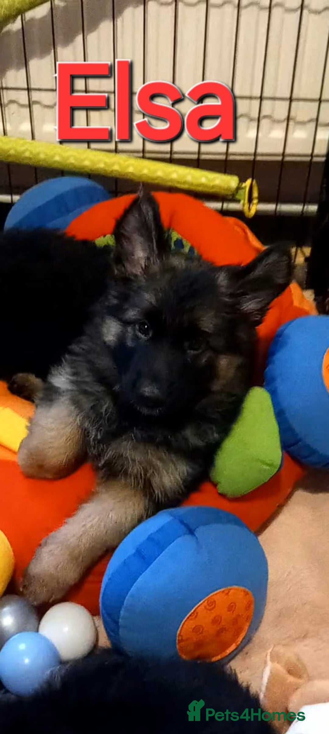 German Shepherd dogs for sale: Excellent Long-Haired German Shepherd Puppies-KC - Advert 4