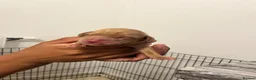 Cockapoo dogs for sale: Beautiful Multigen Cockapoo Puppies 🐶 - Advert 8
