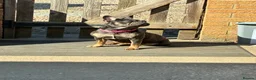 Mixed Breed dogs for sale: Frenchipoos - Advert 2