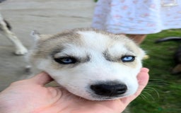 Siberian Husky dogs for sale: Stunning Pure siberian husky pups - Image 11