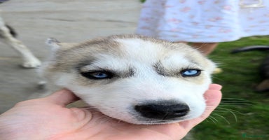 Siberian Husky dogs - Advert 4