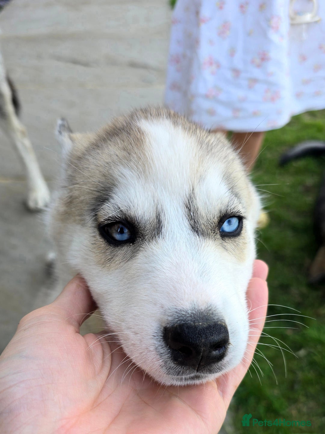 Siberian Husky dogs for sale: Stunning Pure siberian husky pups - Image 11