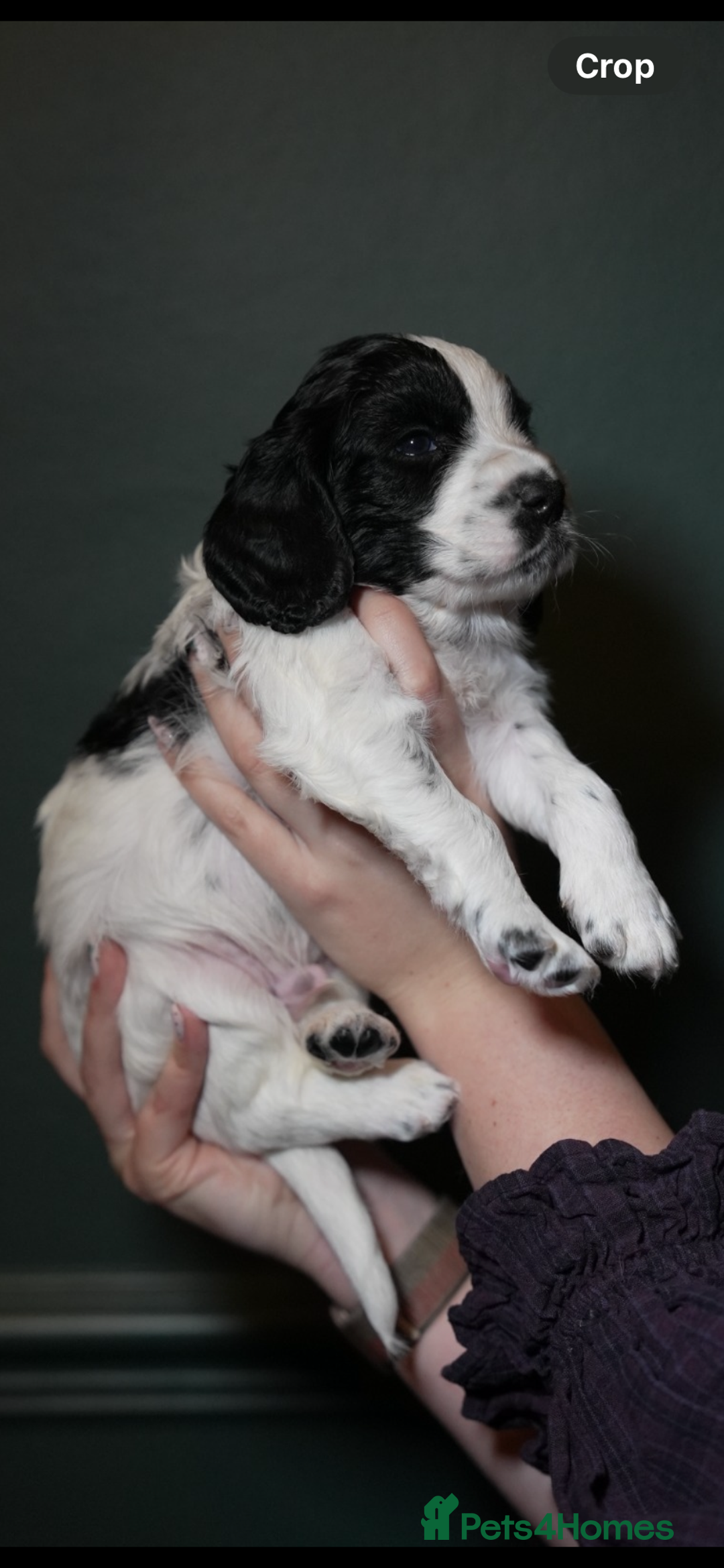 Cocker Spaniel dogs for sale: KC Registered Working Cocker Spaniel Puppies  - Advert 18