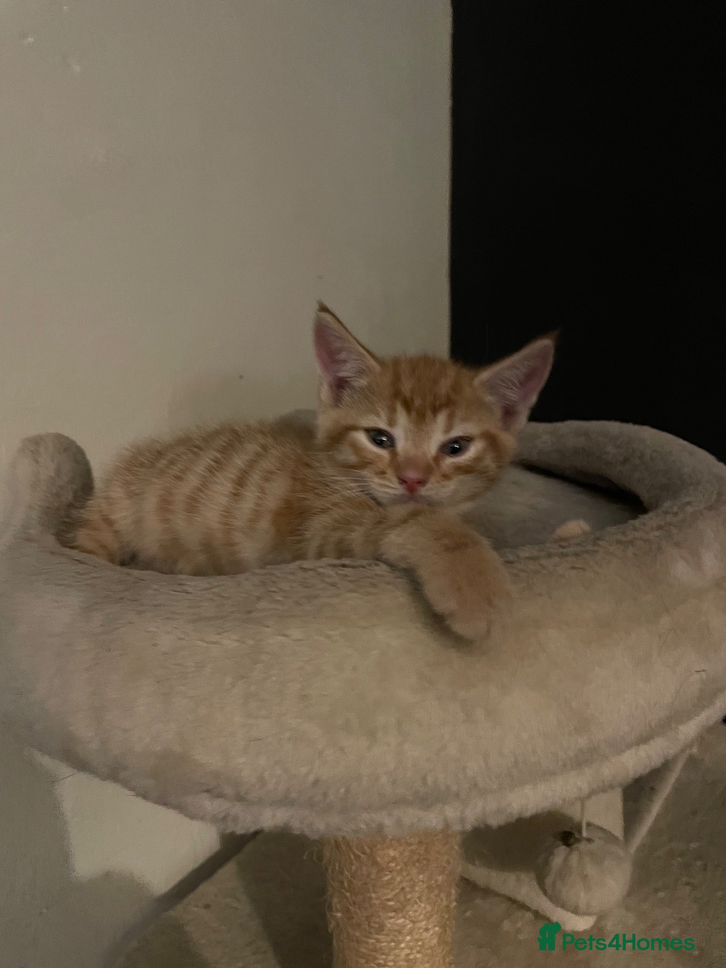 Mixed Breed cats Lovely litter of kitties looking for forever homes - Advert 1