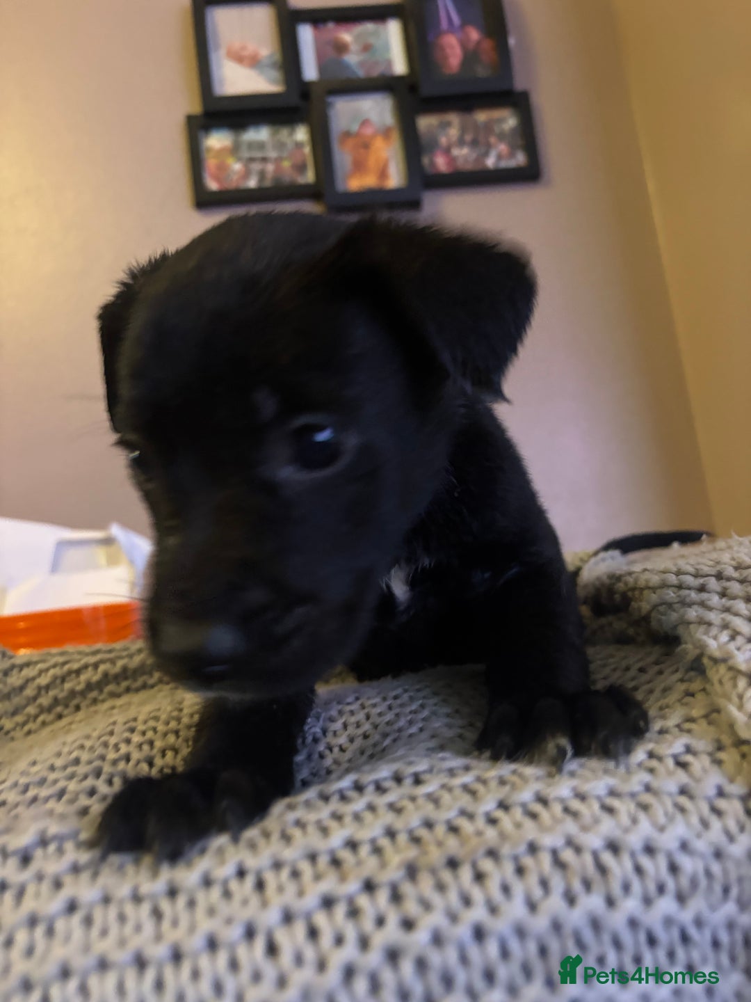 Mixed Breed dogs for sale: Husky X American Mastiff - Advert 4