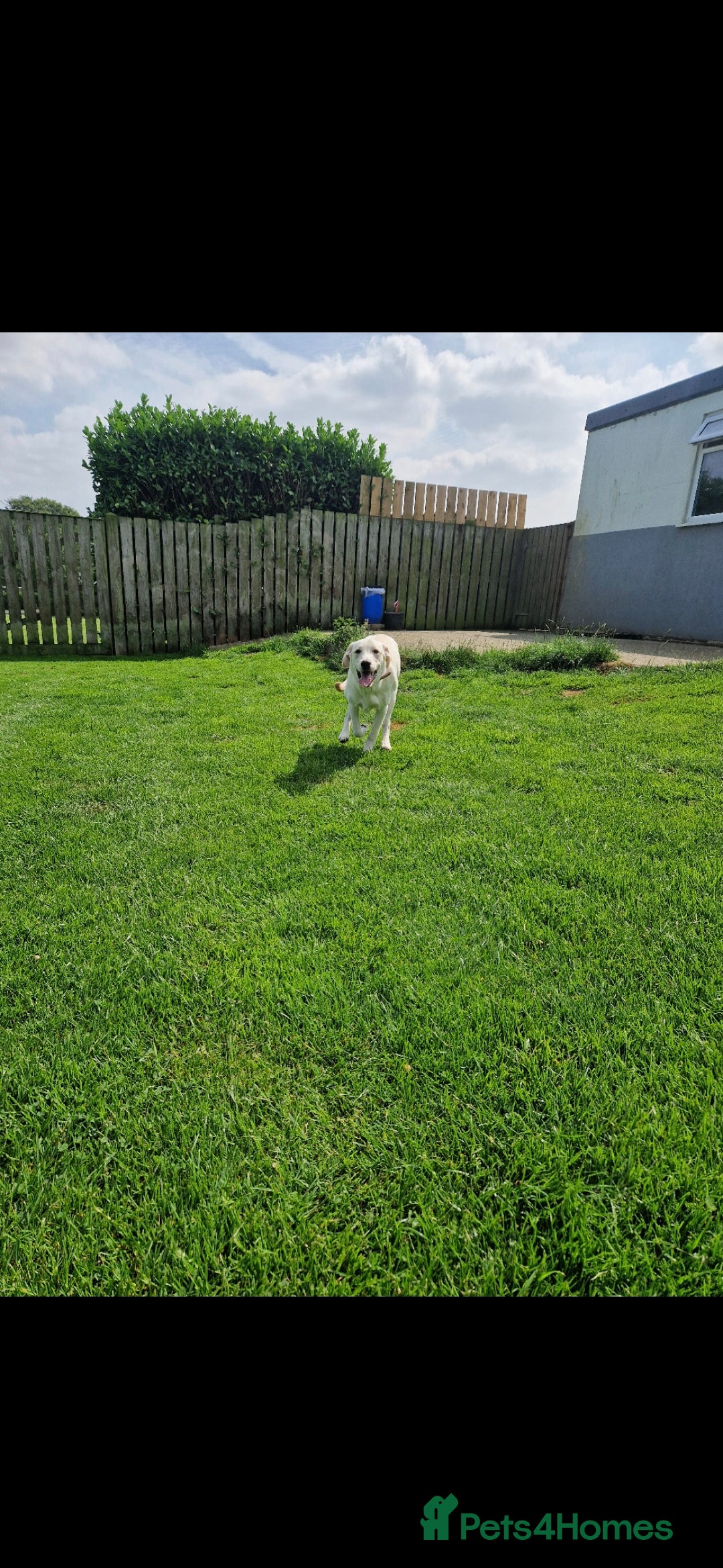 Labrador Retriever dogs for sale: Beautiful Labrador Willow needs a new loving home in Bedford - Image 2