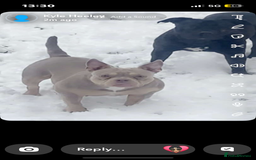 American Bully dogs for sale: 🦍🩸cowboy🤠- micro bully’s for sale  - Image 15