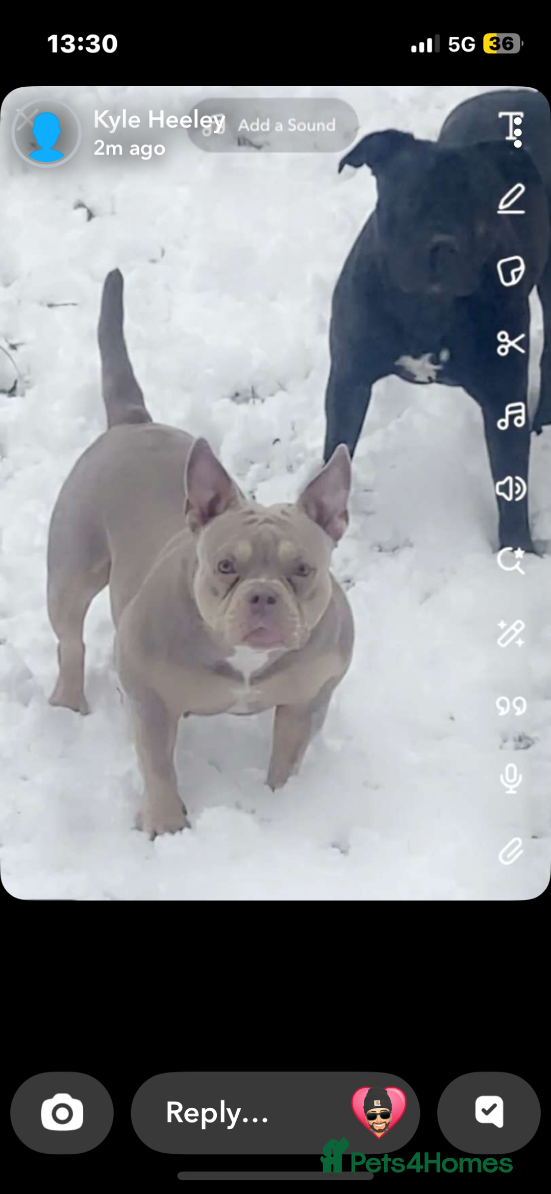 American Bully dogs for sale: 🦍🩸cowboy🤠- micro bully’s for sale  - Image 15