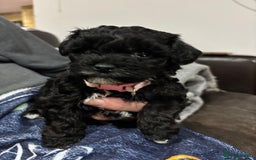 Poochon dogs for sale: Poochon puppies for sale - Image 19