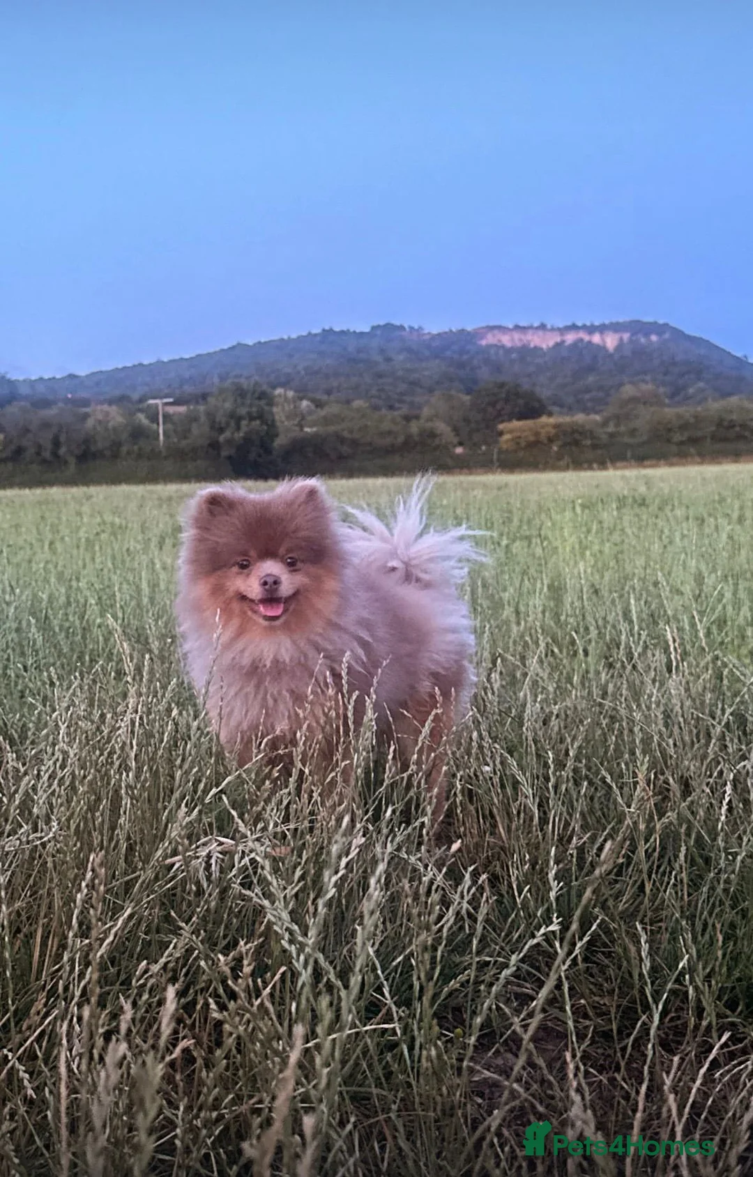 Pomeranian dogs for sale: Kc reg stunning pomeranian puppies  - Advert 5