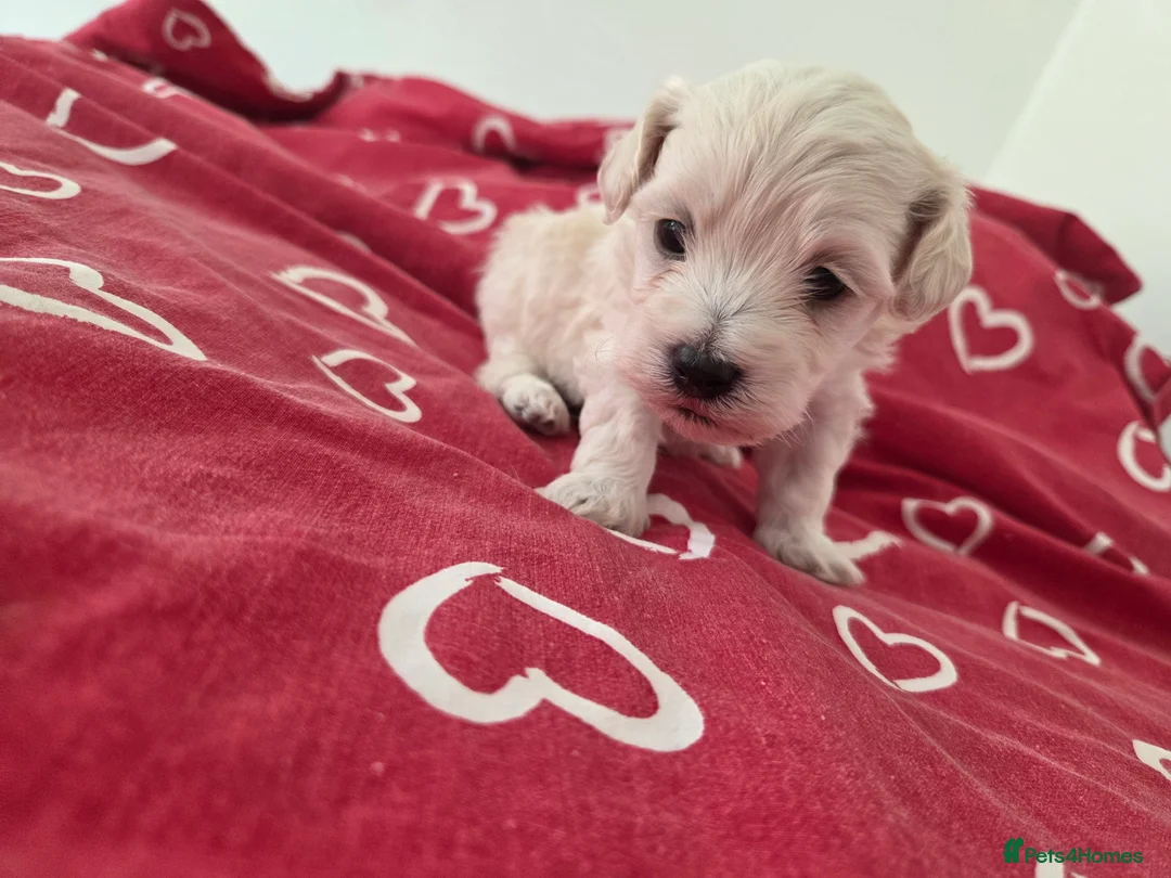 Maltipoo dogs for sale: Puppy maltipoo  in Doncaster - Advert 2