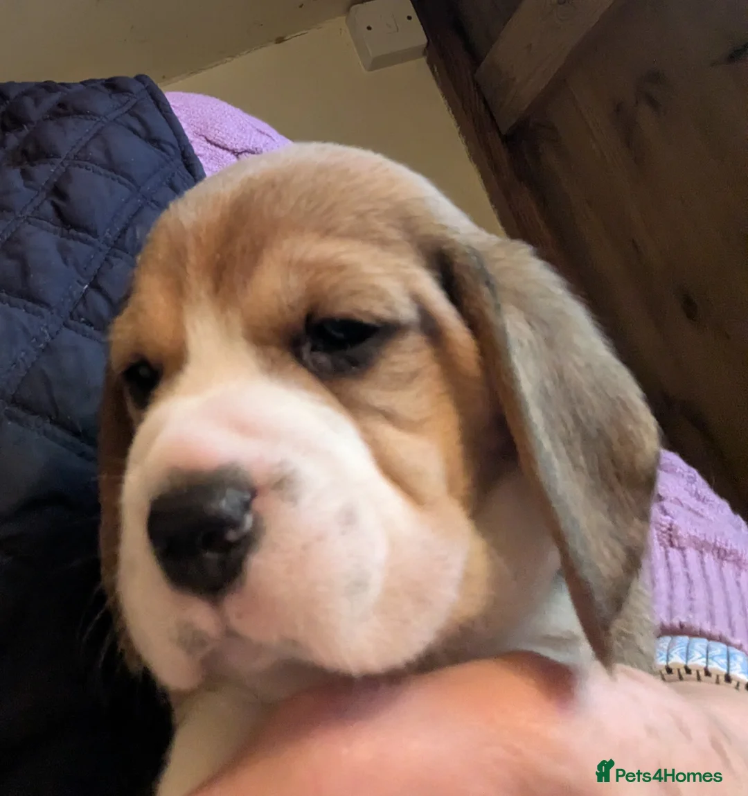 Beagle dogs for sale: Beagle puppies  - Advert 9