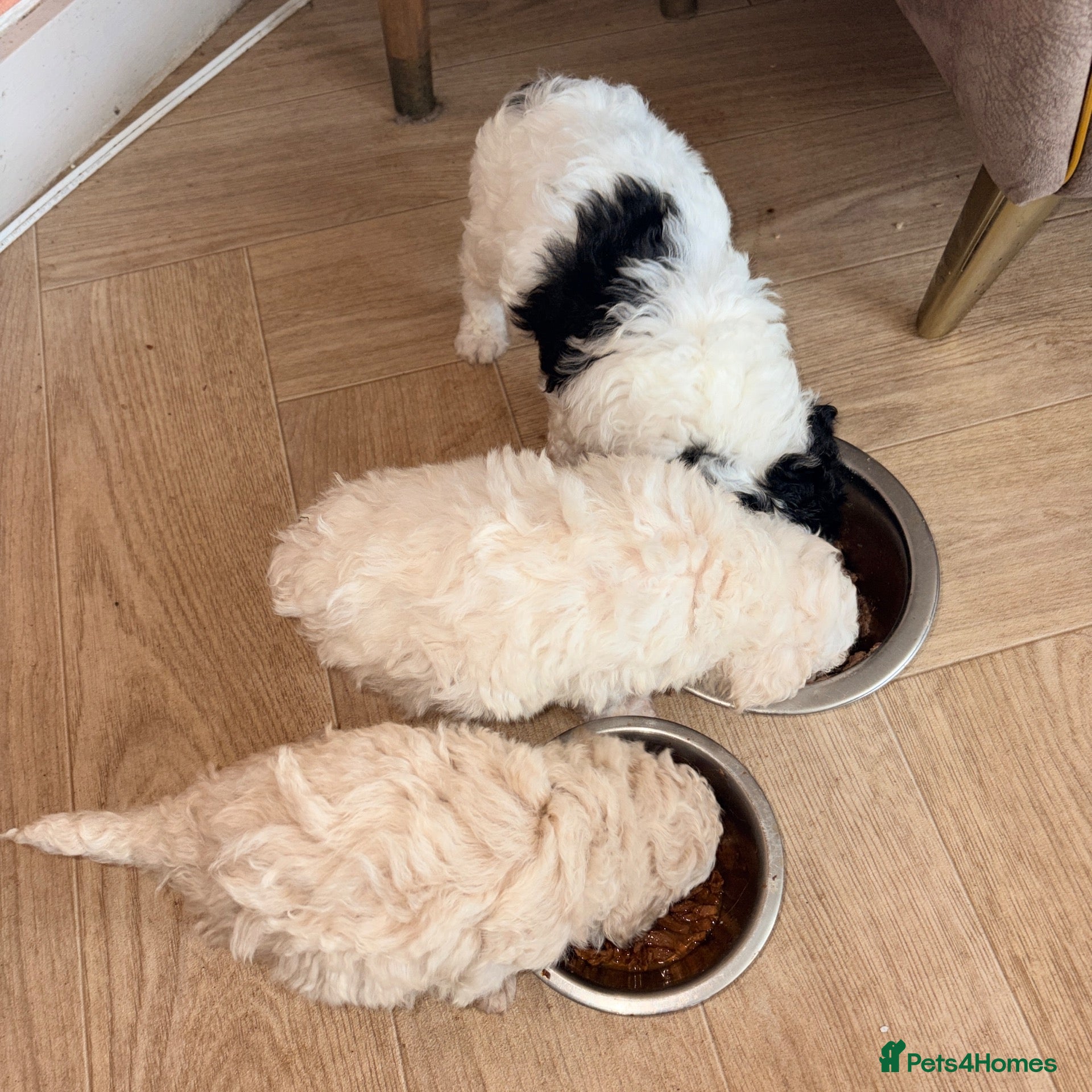 Toy Poodle dogs Toy poodle Puppys  - Advert 1
