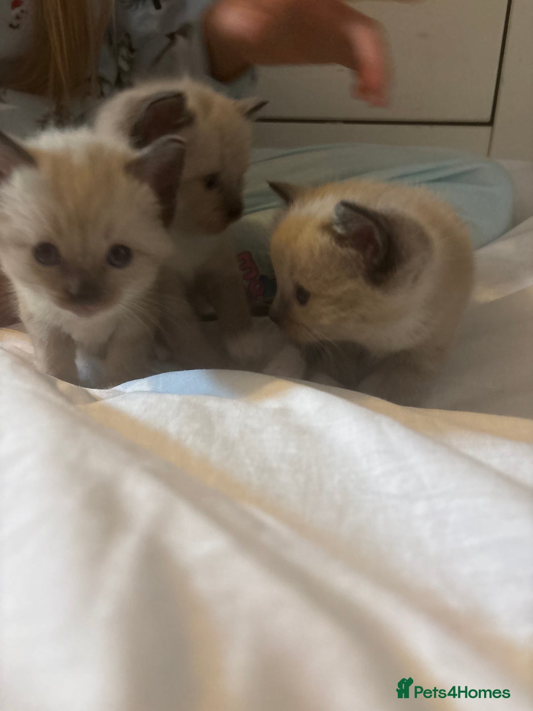 Ragamese cats for sale: ragamese kittens - Image 4