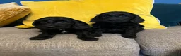 Cockapoo dogs for sale: Cockapoo puppies from health clear parents  - Advert 8