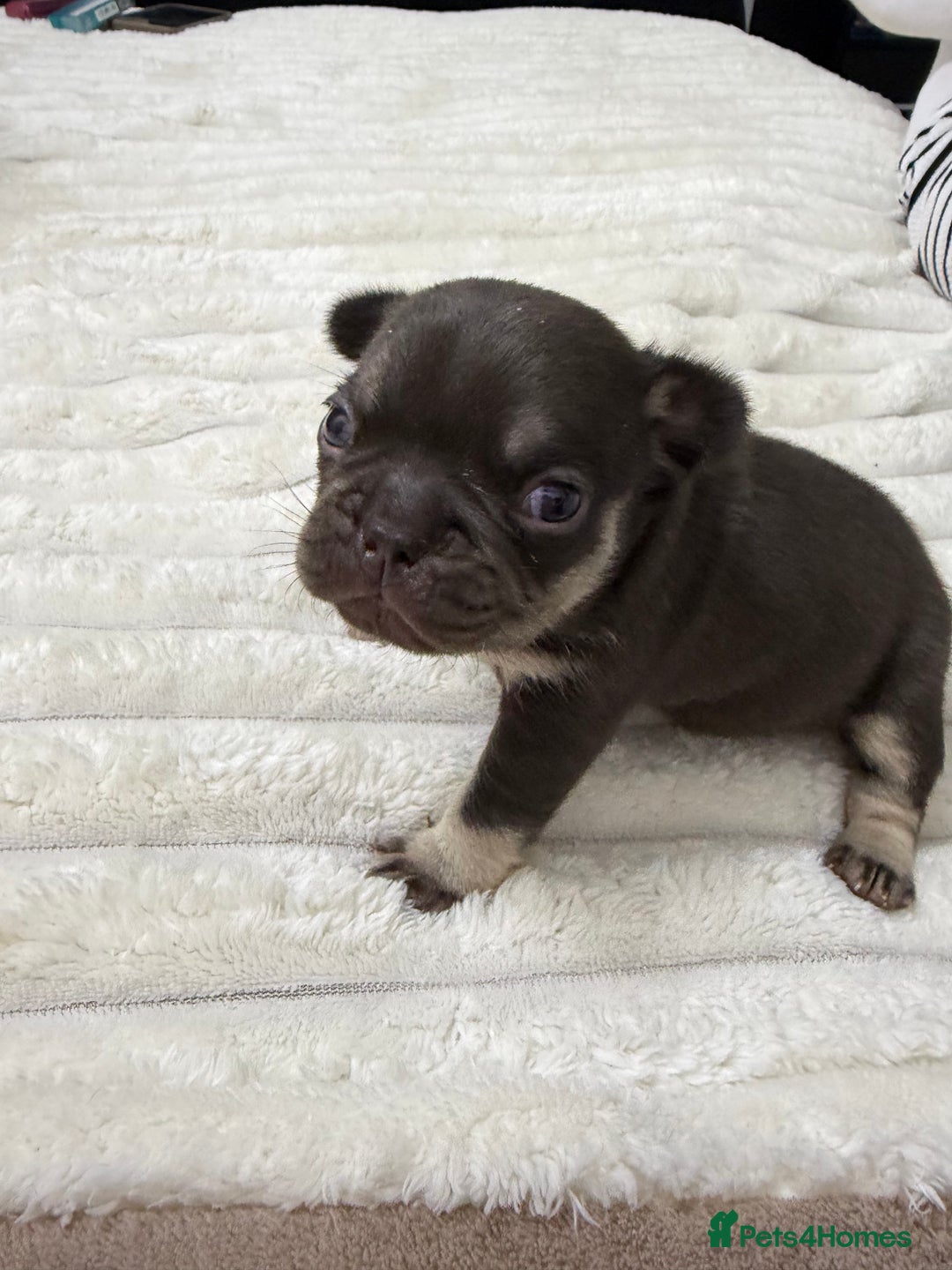 French Bulldog dogs for sale: French bulldog  - Advert 7