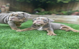 Olde English Bulldogge dogs for sale: 07496730941 - only 1 boy remaining  - Image 3