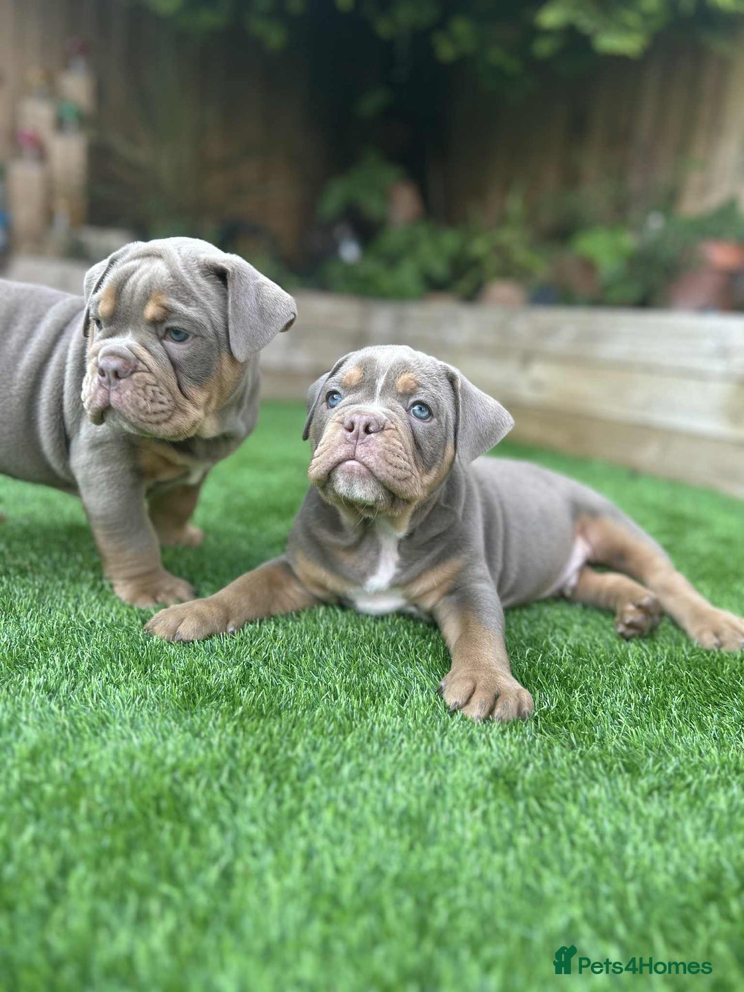 Olde English Bulldogge dogs for sale: 07496730941 - only 1 boy remaining  - Image 3