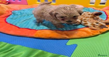 Maltipoo dogs - Advert 14