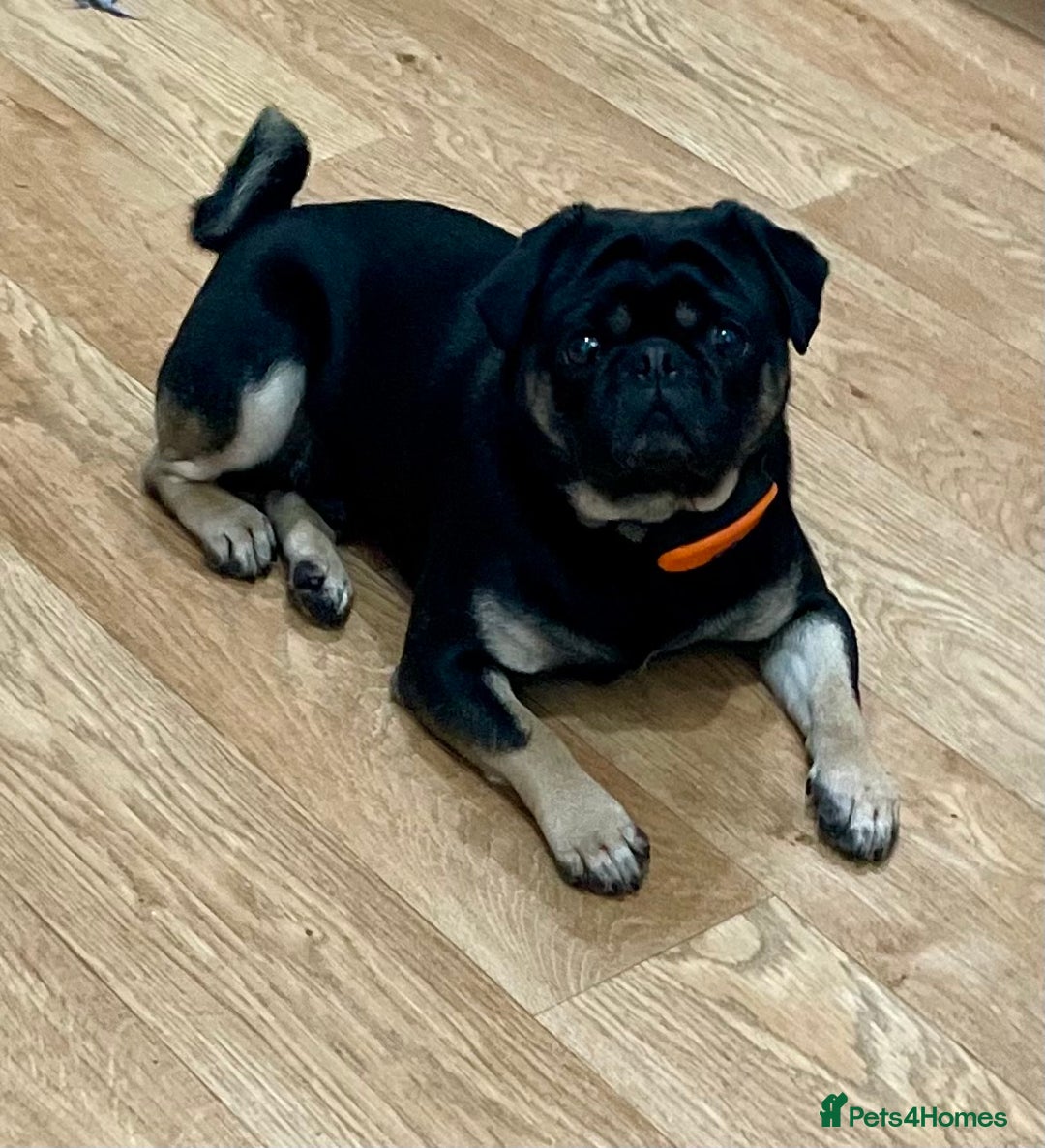 Pug dogs for stud: KC Registered Black Tan Pug 🌈 in Stourport-on-Severn - Image 2