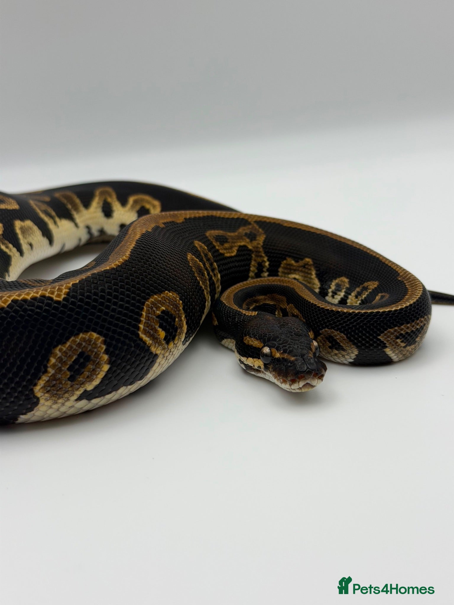 Python Snake reptiles Baby Royal Python - Advert 3