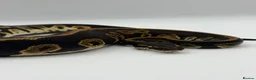 Python Snake reptiles for sale: Baby Royal Python - Advert 1