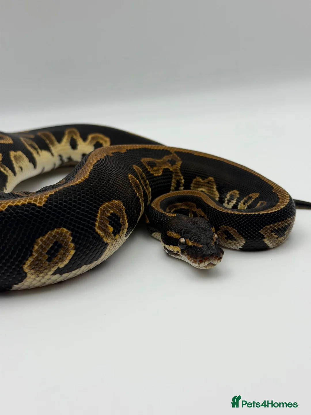 Python Snake reptiles for sale: Baby Royal Python - Advert 1