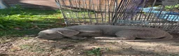 Labrador Retriever dogs for sale: 5 generations pedigree silver Labrador puppies  - Advert 2