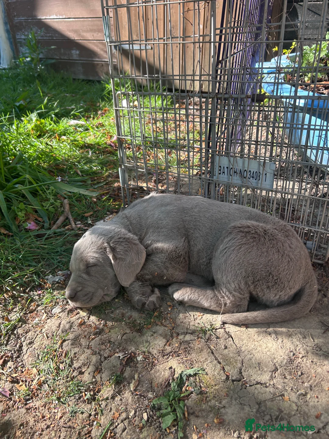 Labrador Retriever dogs for sale: 5 generations pedigree silver Labrador puppies  - Advert 2