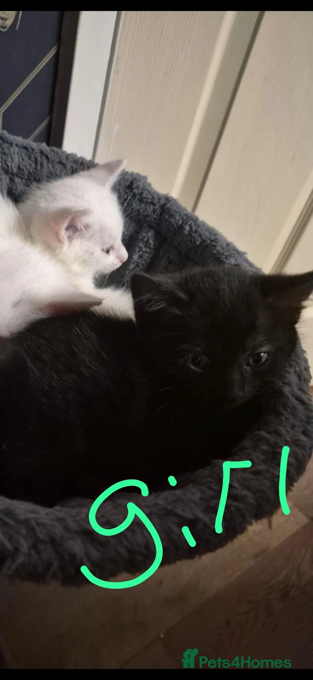 Siamese cats for sale: Beautiful kittens  - Advert 3