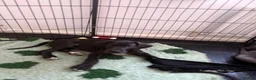 Great Dane dogs for sale: High Quality Great Dane Puppies - Advert 4