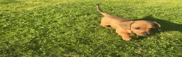 Miniature Dachshund dogs for sale: KC REG Miniature dachshunds. Council licensed - Advert 10