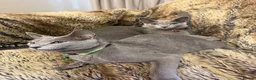 Russian Blue cats for sale: Bonded Pair of 1-Year-Old Male Russian Blue Cats - Advert 9