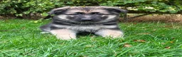 German Shepherd dogs for sale: Pedigree German shepherd puppies  in Ashford - Advert 25