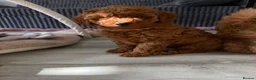 Miniature Poodle dogs for sale: Beautiful Miniature Poodle Puppies 🐾 - Advert 9