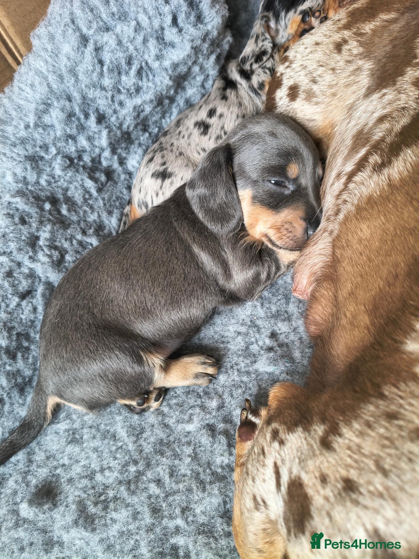 Miniature Dachshund dogs Miniature Dachshund Blue tan boy available. - Advert 8
