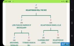 Cocker Spaniel dogs for sale: 🐾 🌼 Helianthmum Working Cocker Spaniels🌼 🐾 - Image 11