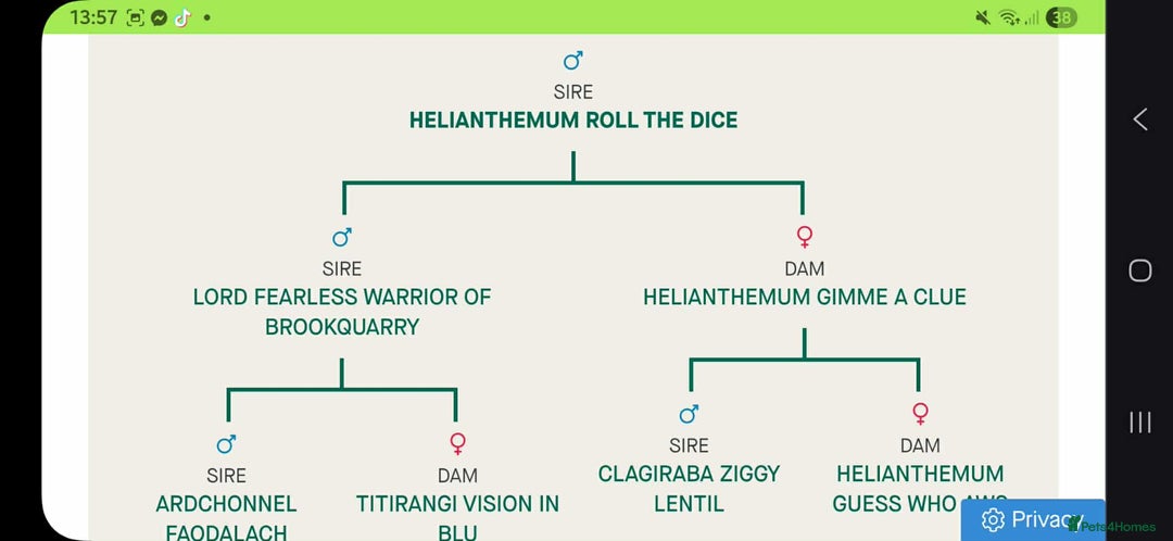 Cocker Spaniel dogs for sale: 🐾 🌼 Helianthmum Working Cocker Spaniels🌼 🐾 - Image 11
