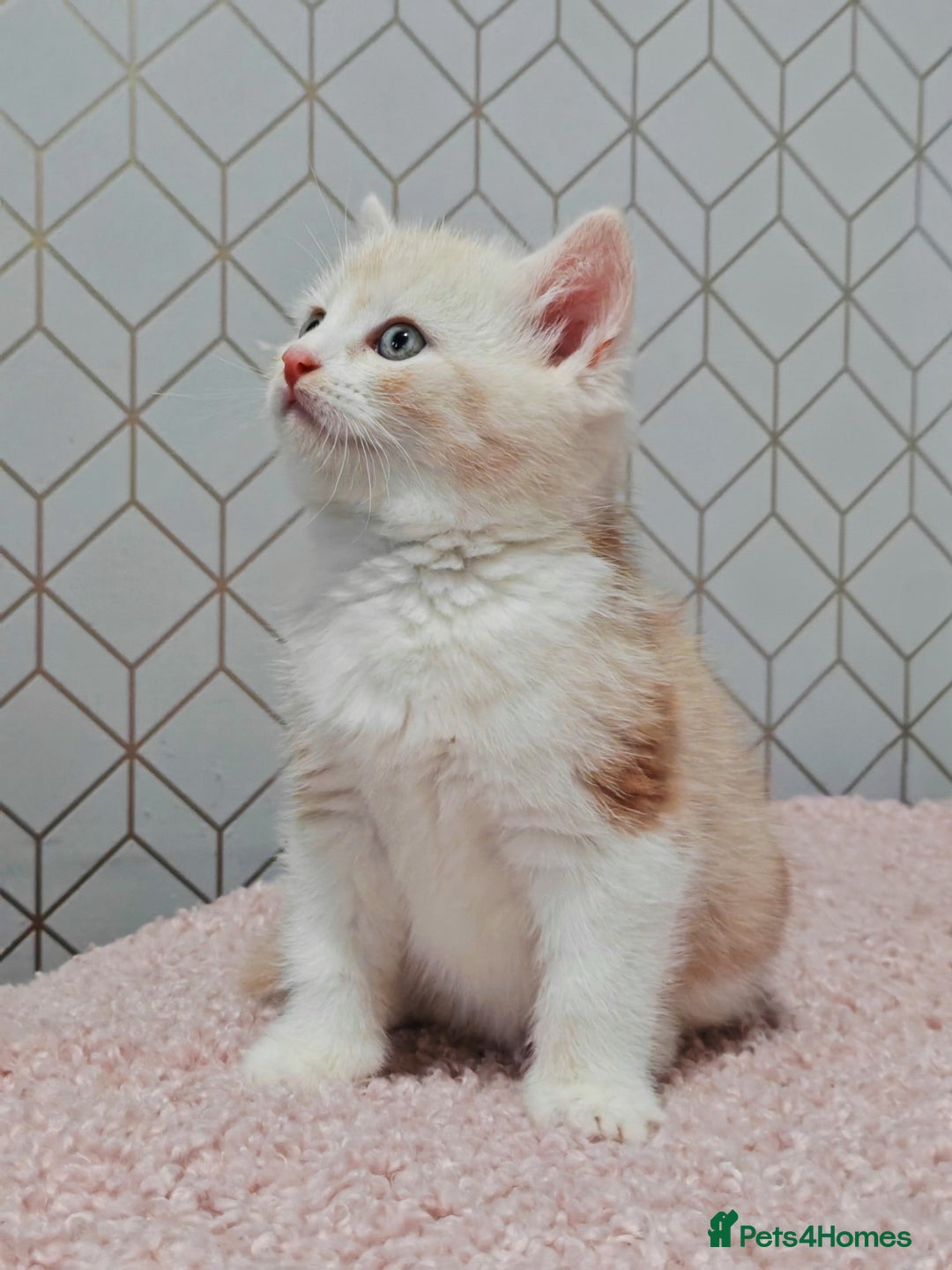 Mixed Breed cats for sale: British Shorthair Mix kittens - Ready Now - Advert 18