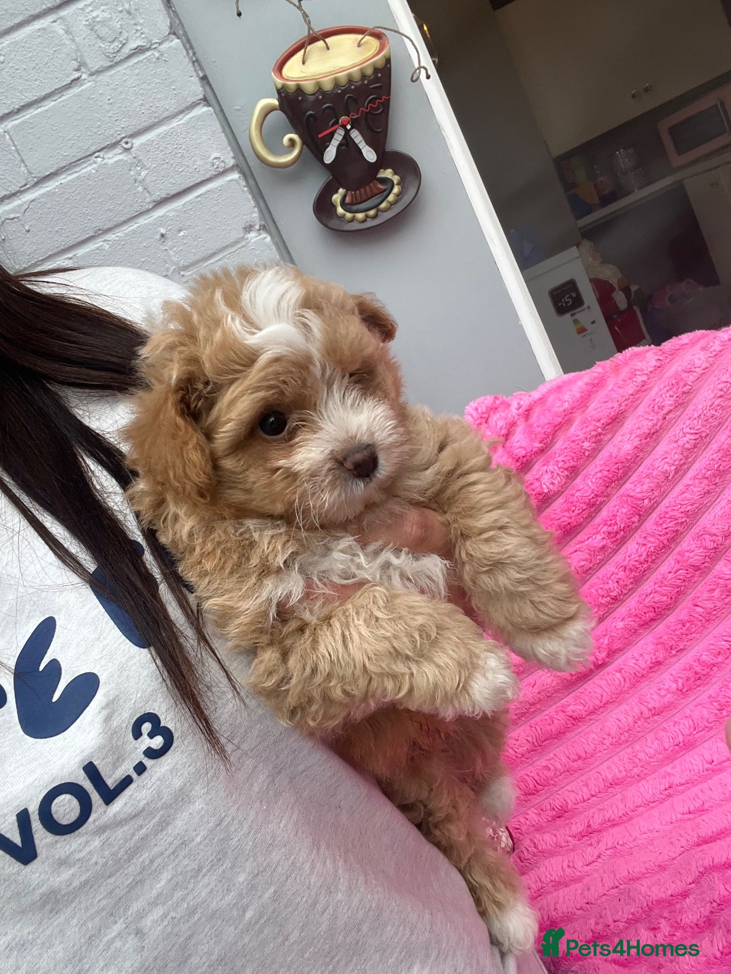 Pomapoo dogs Stunning pomapoo puppies - Advert 1