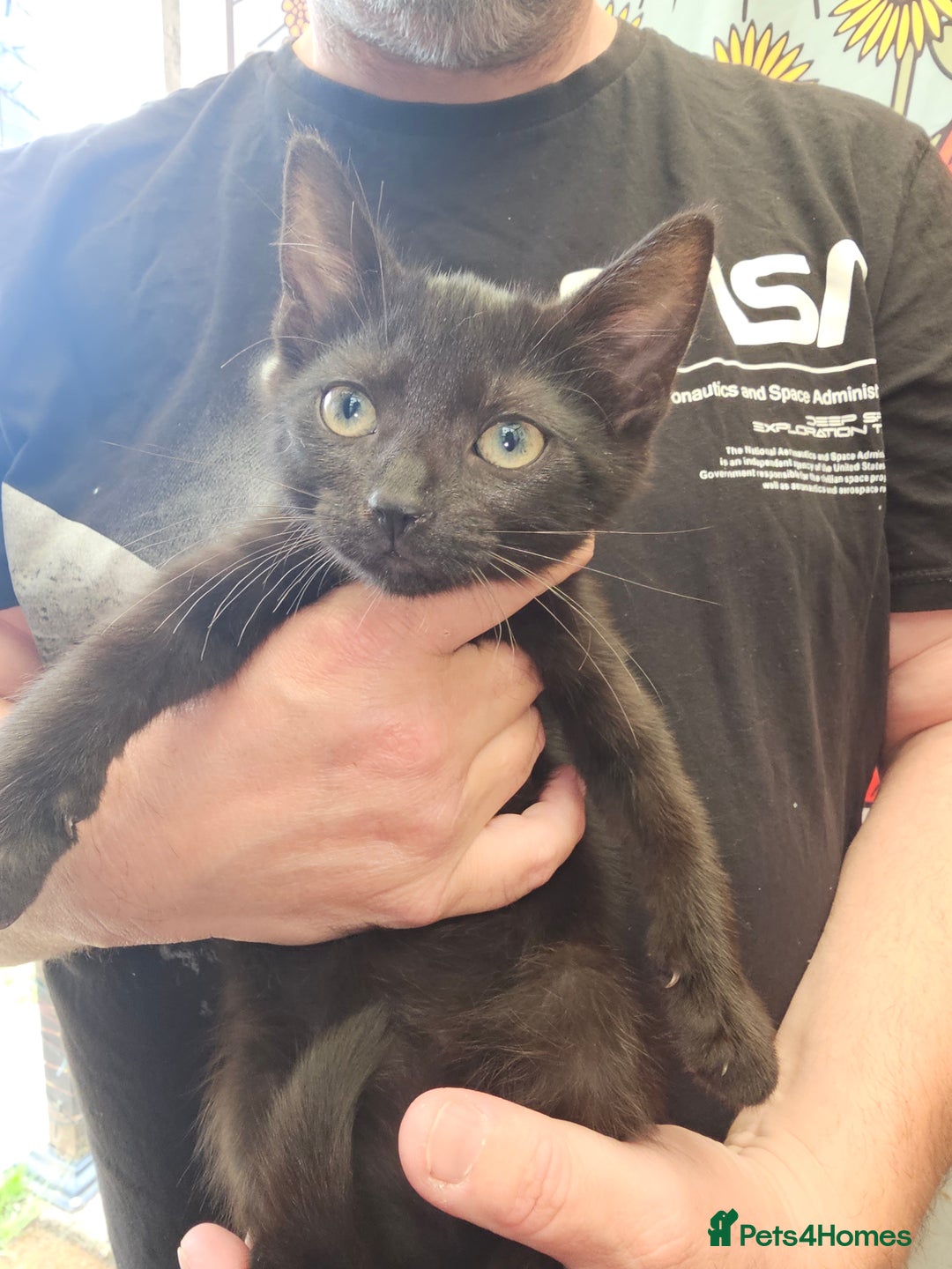 Mixed Breed cats for sale: KITTENS READY TO LEAVE NOW ONLY  1 BLACK GIRL LEFT - Image 2