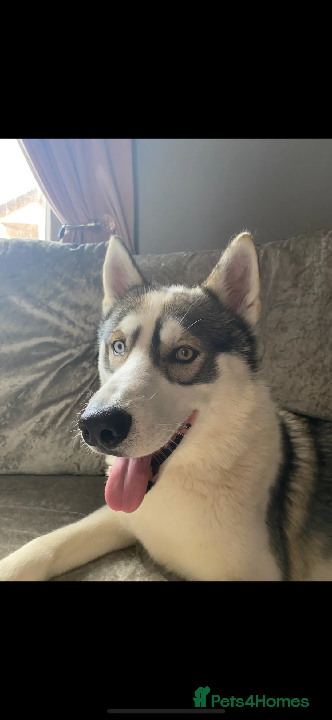 Shepsky dogs for sale: German Shepherd x Husky SHEPSKY - Advert 11