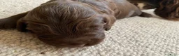 Mixed Breed dogs for sale: A wonderful surprise during a sad time. - Advert 11