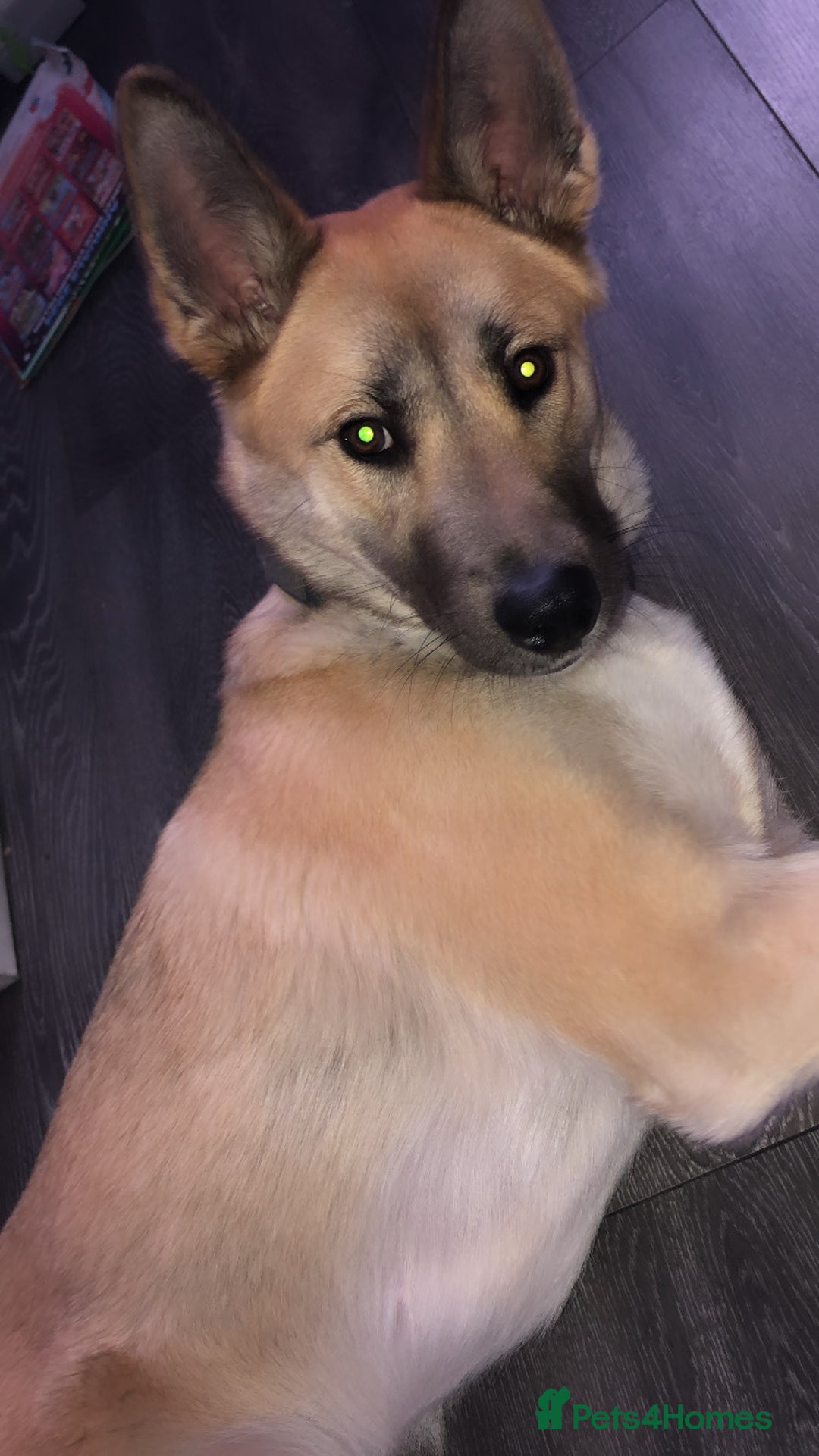 Huskita dogs for sale: Beautiful female Akita/husky  - Advert 2