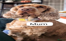 Cocker Spaniel dogs for sale: 🐾Pedigree Show cocker spaniel puppies🐾 - Image 21